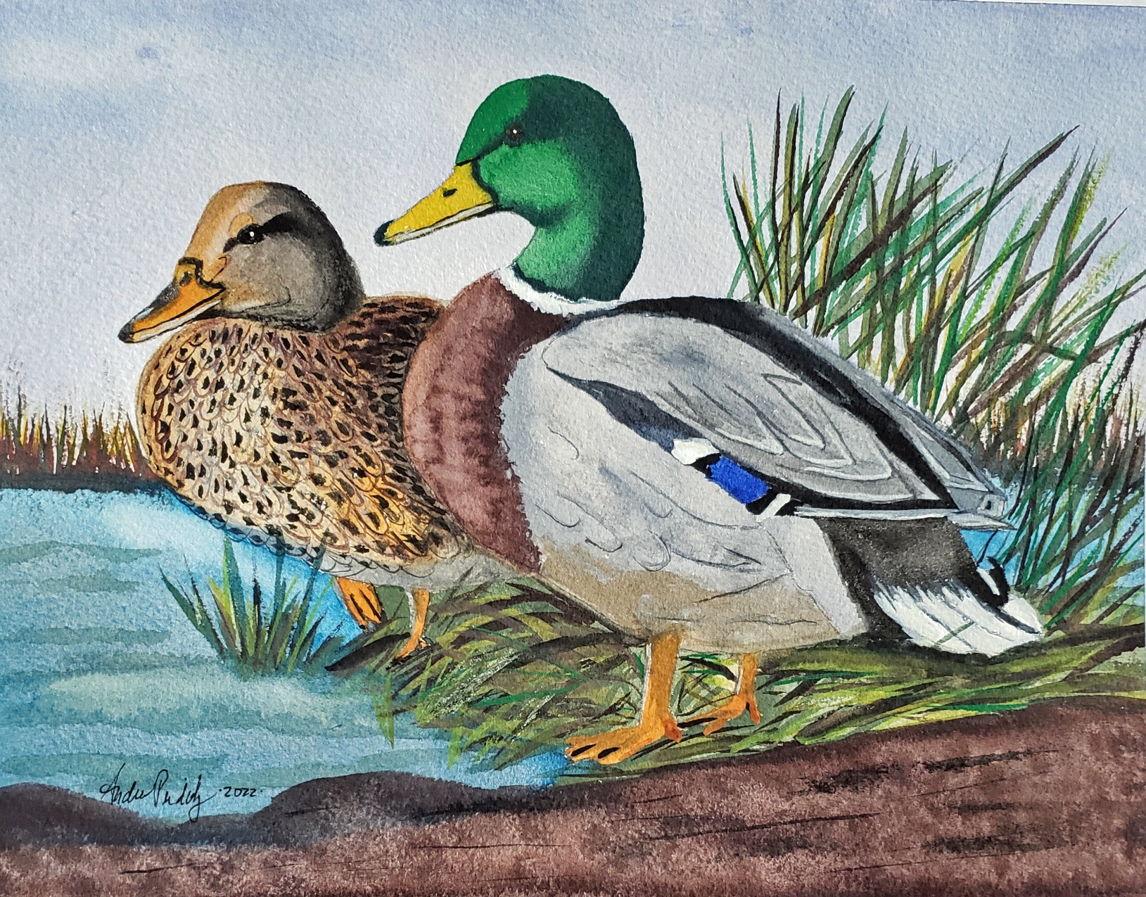 Click here to view MALLARD DUCKS by  